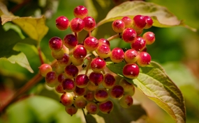 花卉郁金香荚迷图片